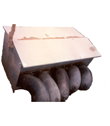 Tolva doble de 2m para cerdos - Ribot24FPM