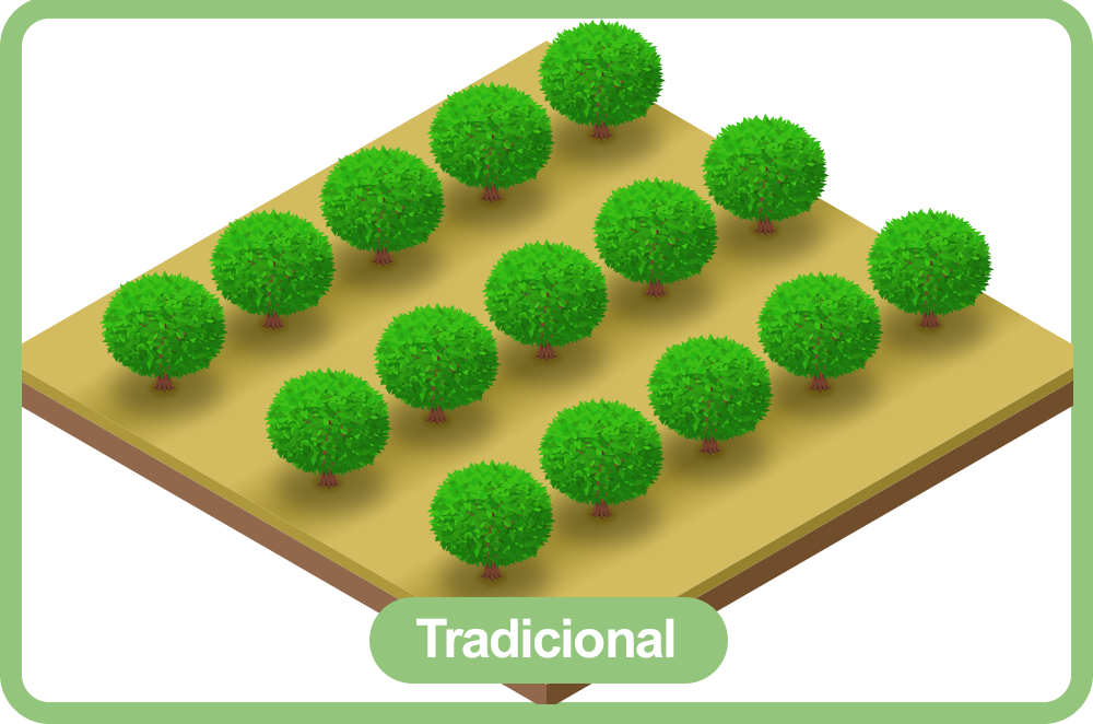 Parcela Tradicional